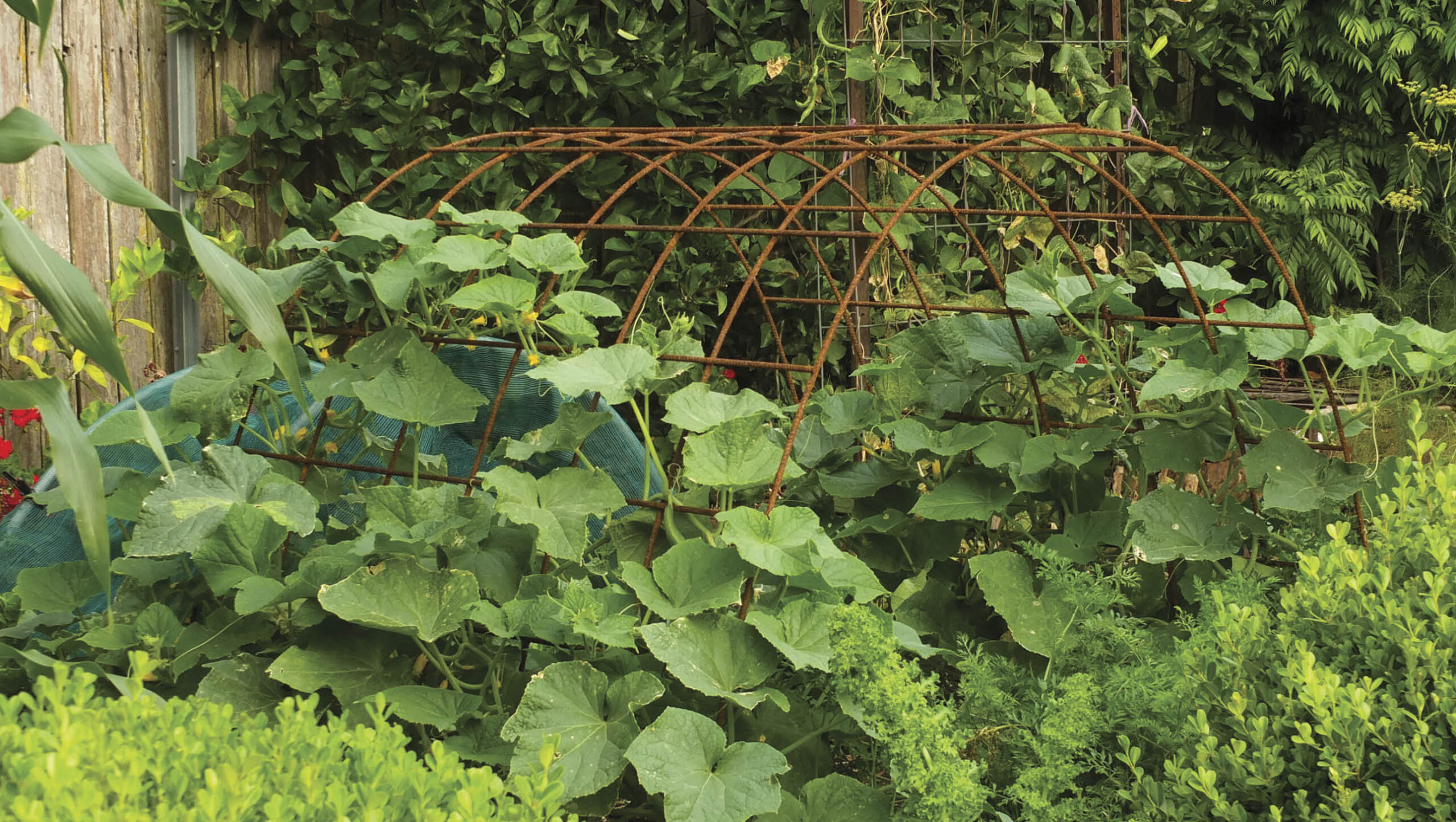 Plant support frames help with the organisation of your garden.